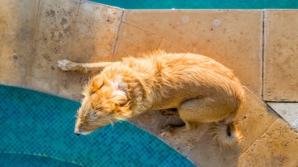 Terrier dog cooling off near the water of the swimming pool