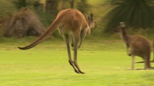 Handheld, Following, Medium Wide Shot Of Kangaroos Hopping Down A Fairway And Away From A Golf Ball.
