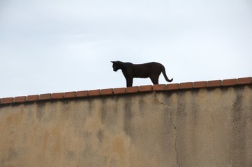 cat on the roof