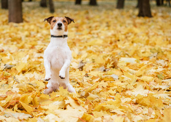 Wall Mural - Dog sitting on hind legs in begging pose in fall (autumn) park