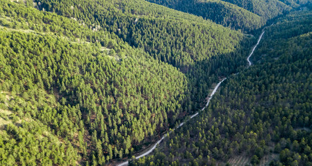 Wall Mural - Drone view of a forest road crossing a pine wood in Yozgat Akdagmadeni Turkey