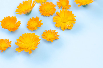 many buds of orange flowers on a blue background.