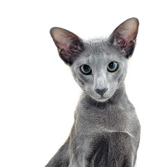 Adorable grey oriental cat isolated on white background