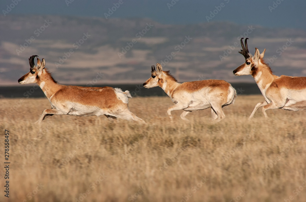 Pronghorn antelope (Antilocapra americana) in Laramie Valley;  Wyoming