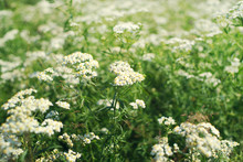 Yarrow Wildflowers In A Meadow In Summer
