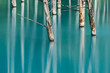 Calming abstract dry tree in blue water