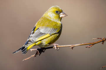 European greenfin (Chloris chloris) or common greenfin is a songbird of the order of the Passeriformes and the family Fringillidae. Spain