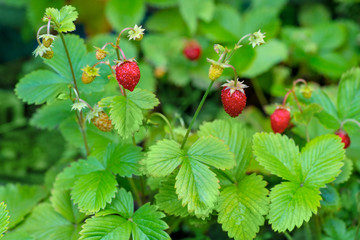 wild strawberry plant with green leafs and ripe red fruit with water drop on natural background