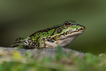 Wall Mural - Green european frog on a rock in beautiful light on land facing right seen from low angle