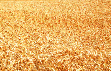 Wall Mural - Wheat field with ripening golden ears