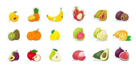  Tropical fruits vector illustrations big set