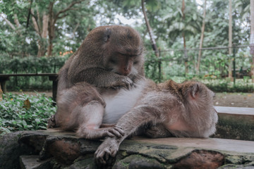 monkeys massage each other