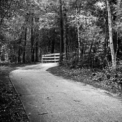 Wall Mural - Walking Trail in the Woods Through Trees 2 B&W