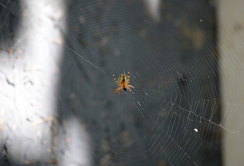 Wall Mural - Spider sits on the web