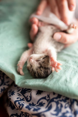 Wall Mural - Woman massaging baby cat's belly