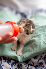 Wall Mural - Woman bottle-feeding a newborn baby cat