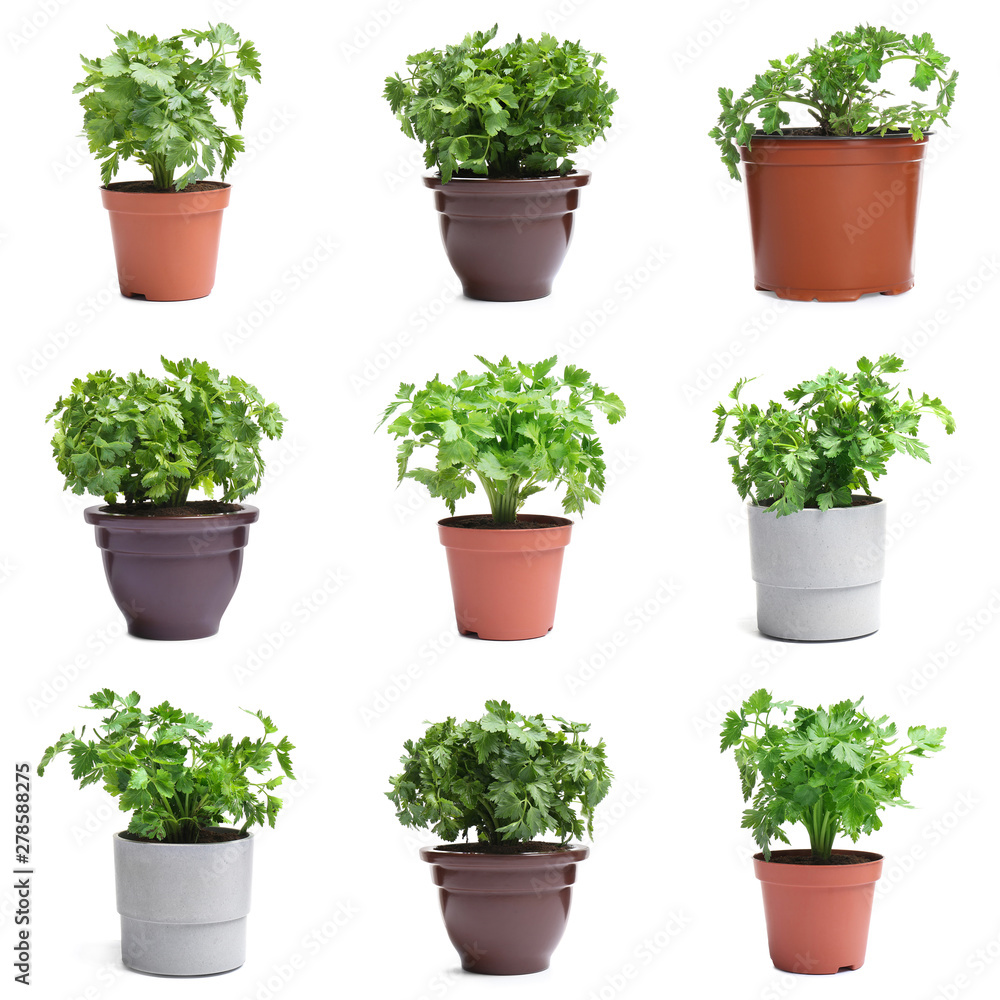 Set of fresh green parsley in different pots on white background - obrazy, fototapety, plakaty 