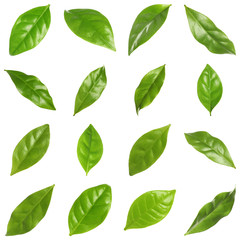 Poster - Set of fresh green coffee leaves on white background