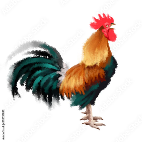 Coq Chant Illustration Aquarelle Coloré Poulet Oiseau