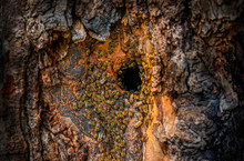 Bee Tree - Bees (apis Mellifera) Living In Tree