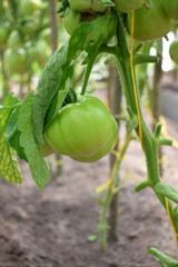 Poster - Big green tomatoes ripening on a branch in the greenhouse