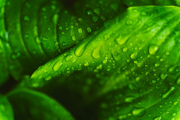 Green fresh leaves with raindrops. Close up background.