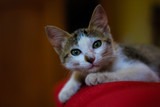 Fototapeta  - cat with green eyes