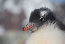 Chicks Penguin Gentoo. Baby Penguin Portrait In Antarctic Region, Argentine Islands.