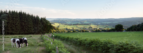 Fotografía landscape with cattle in the belgian ardennes near stavelot