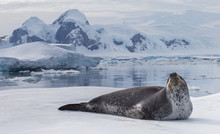 Natural Predators Of Antarctica Region Is Leopard Seal. Relax Animal Lying On The Ice.
