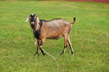 goat on green grass