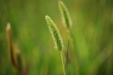 closeup of green grass