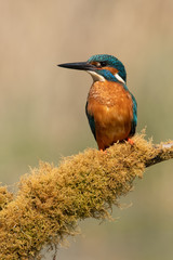 Wall Mural - Kingfisher (Alcedo atthis) perched on moss covered branch