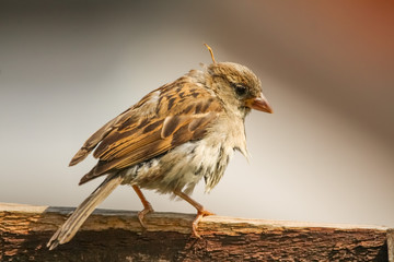 Sticker - house sparrow