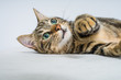 © Krakenimages.com - Beautiful short hair cat lying on the bed at home