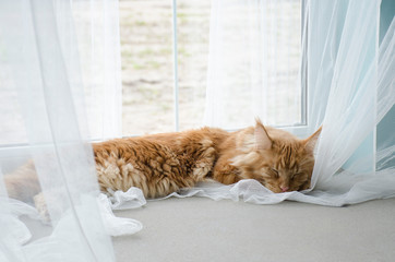 Wall Mural - Large red marble Maine coon cat lies on a white curtains and sleeps