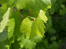 Grape Leaves With Rain Drops On A Sunny Summer Day