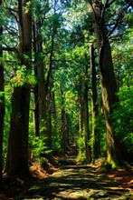 Trail In Giant Cypress Tree Forest