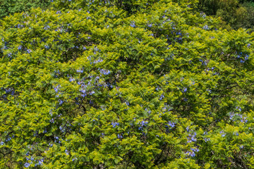 Wall Mural - Close up of a tree full of purple flowers