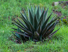 Close Up Of A Big Maguey Plant
