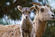 Curious Bighorn Lamb With Mother In Yellowstone National Park 