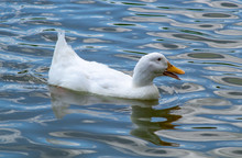 Group Of Large White Broiler, Pekin, Peking, Aylesbury, American Ducks On A Lake In A Row, Close Up Water Level View, Showing White Feathers And Yellow Beaks.