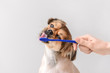 © Pixel-Shot - Owner cleaning teeth of cute dog with brush on light background