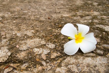 White frangipani tropical flower on cement ground