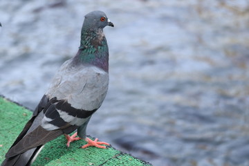 Wall Mural - pigeon in the park