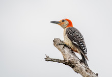 Red Bellied Woodpecker Perched On A Dead Tree Branch