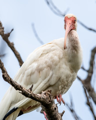 Florida has large white birds with log curved beak called ibis