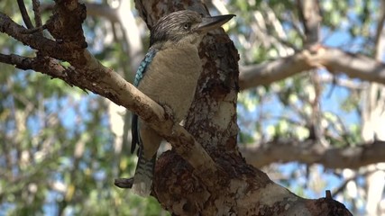 blue-winged kookaburra sitting on a tree branch northern territory australia