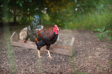 Wall Mural - Black and red cock standing near the feeder