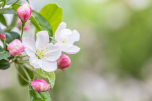 Pink And White Apple Blossom Flowers On Tree In Springtime